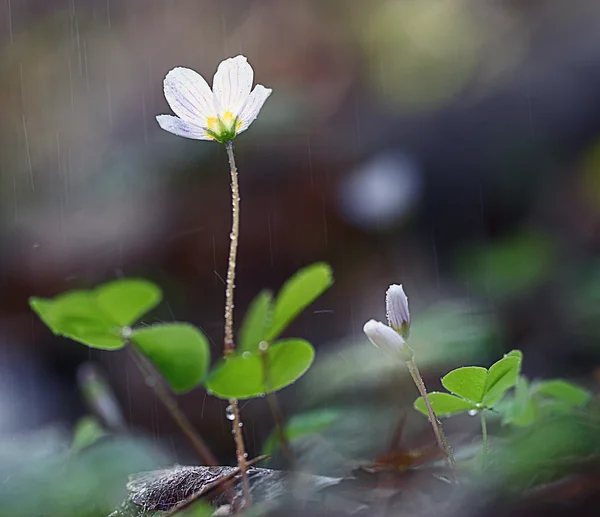 Flores brancas da primavera — Fotografia de Stock