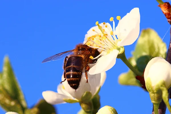 Frühling weiße Blumen und Biene — Stockfoto