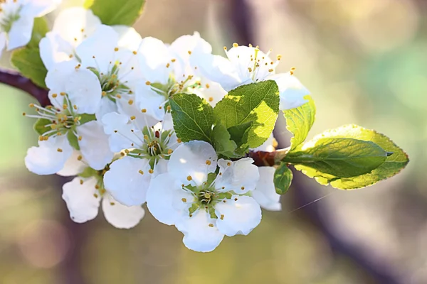 Spring white flowers — Stock Photo, Image