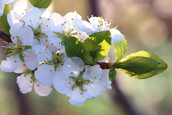 Spring white flowers — Stock Photo, Image