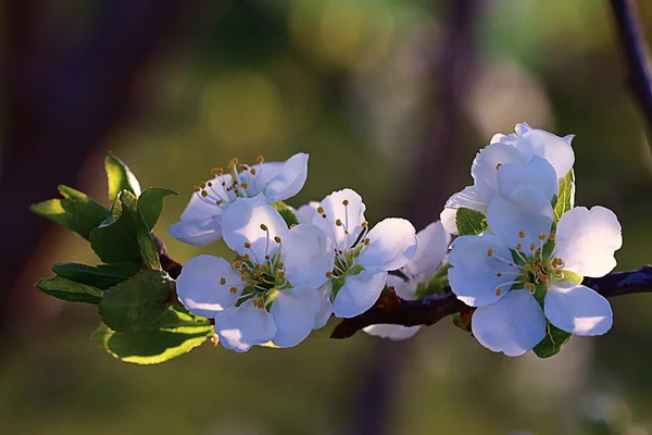 Flores brancas da primavera — Fotografia de Stock