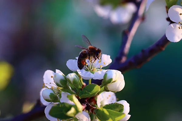 Primavera flores blancas y abejas — Foto de Stock