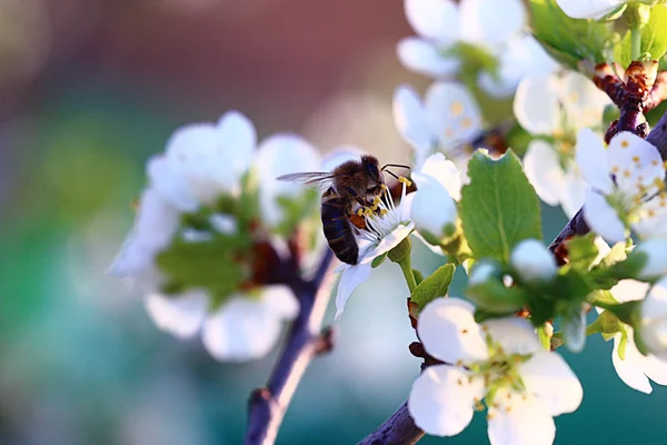 Lente witte bloemen en bee — Stockfoto