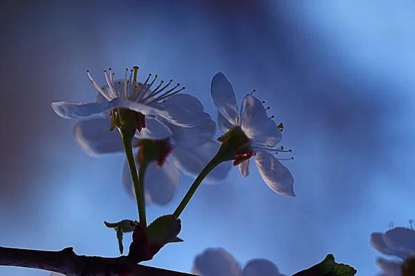 Primavera flores blancas — Foto de Stock