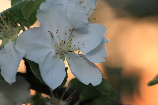 White spring flowers — Stock Photo, Image