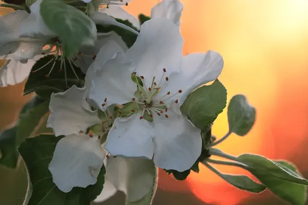 White spring flowers — Stock Photo, Image