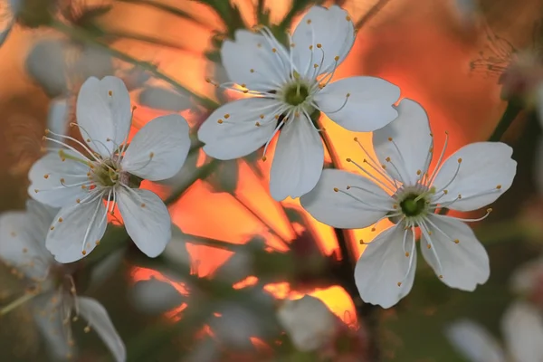 Vita vårblommor — Stockfoto