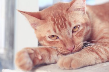 Sevimli kırmızı purebred kedi