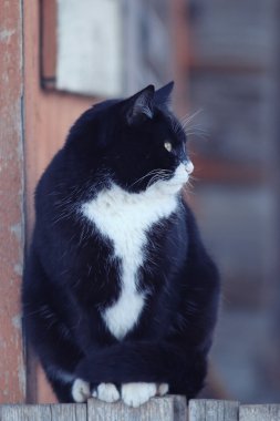 şirin purebred kedi