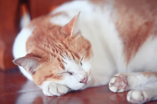 かわいい赤純血種猫 — ストック写真