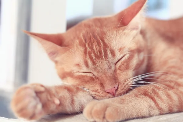 Lindo gato rojo de pura raza — Foto de Stock