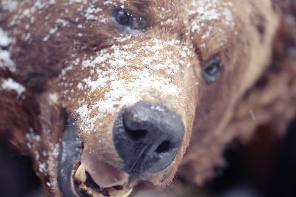 Brown bear head — Stock Photo, Image