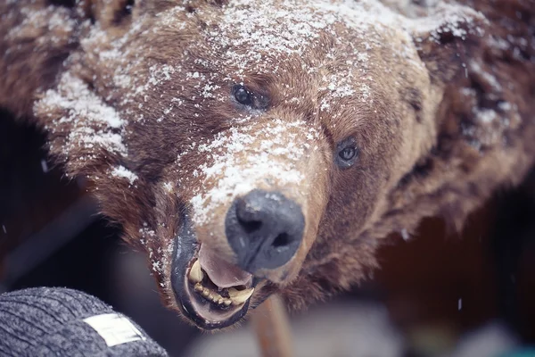 Brun björn huvud — Stockfoto