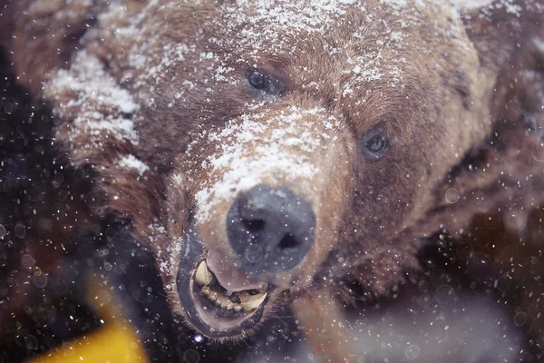 Brown bear head — Stock Photo, Image