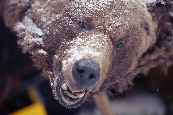 Brown bear head — Stock Photo, Image