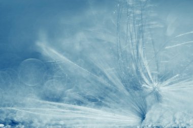 Soyut karahindiba kabartmak arka plan