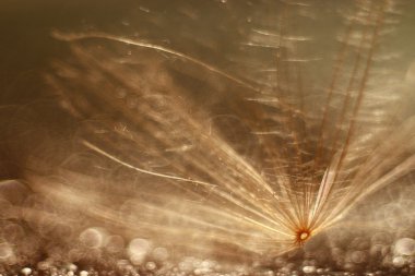 Soyut karahindiba kabartmak arka plan