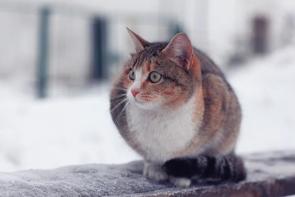 Cute domestic cat — Stock Photo, Image