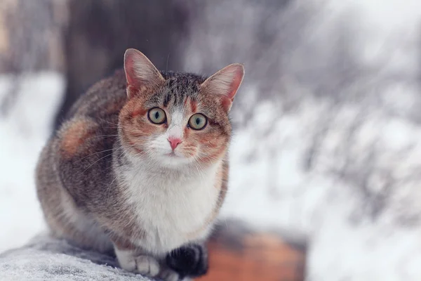 सुंदर घरगुती मांजर — स्टॉक फोटो, इमेज