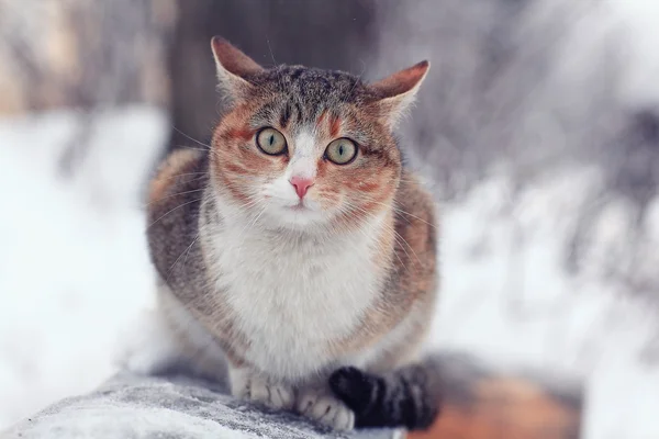 Gato doméstico bonito — Fotografia de Stock