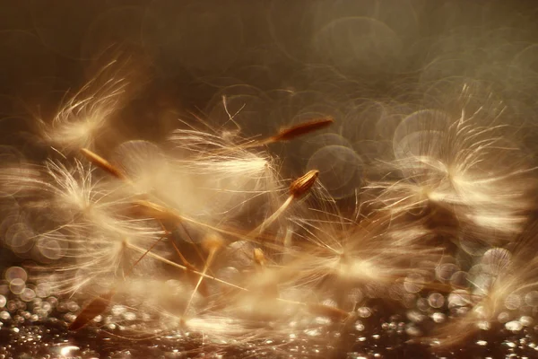 Abstract dandelion fluff background — Stock Photo, Image