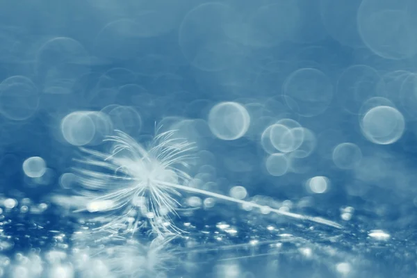 Abstract dandelion fluff background — Stock Photo, Image