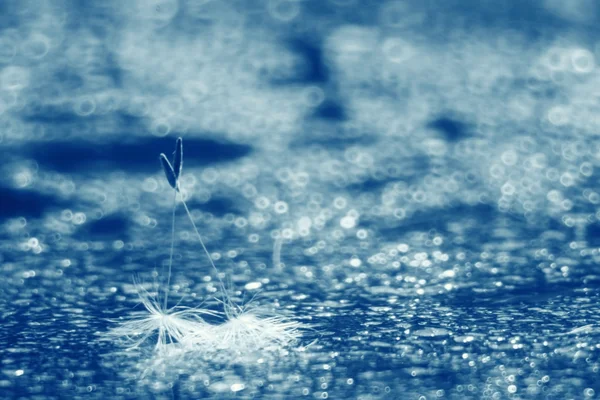 Abstract dandelion fluff background — Stock Photo, Image