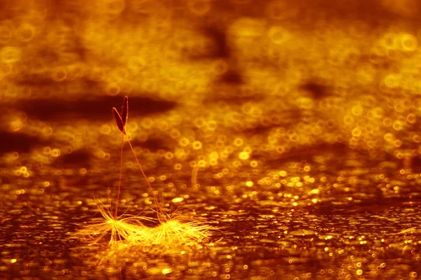 Abstract dandelion fluff background — Stock Photo, Image