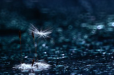 Soyut karahindiba kabartmak arka plan