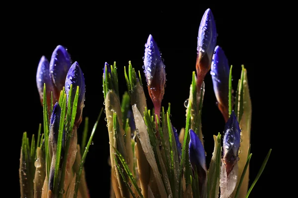 Flores de primavera de azafrán — Foto de Stock