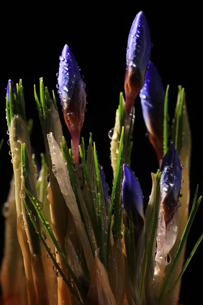 Flores de primavera de azafrán — Foto de Stock