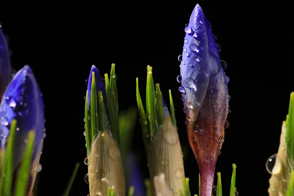 Spring crocus flowers — Stock Photo, Image