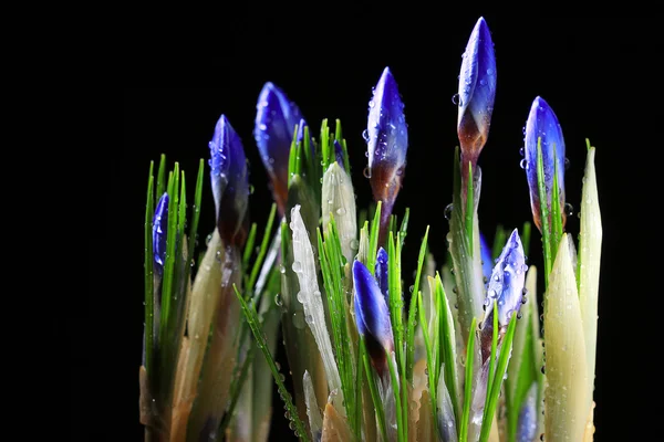 Flores de primavera de azafrán — Foto de Stock