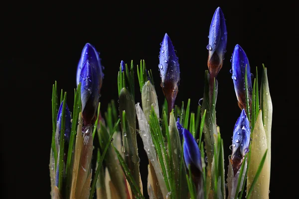 Flores de primavera de azafrán — Foto de Stock