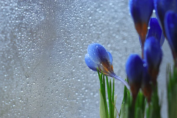 Voorjaarskrokusbloemen — Stockfoto