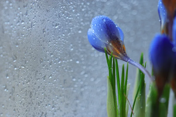 Букет квітів блакитної весни — стокове фото