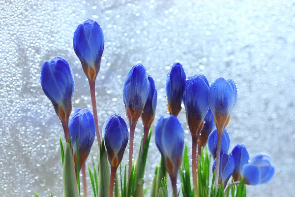 Blue spring flowers bouquet — Stock Photo, Image