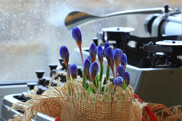 クロッカスの青い花とタイプライター — ストック写真