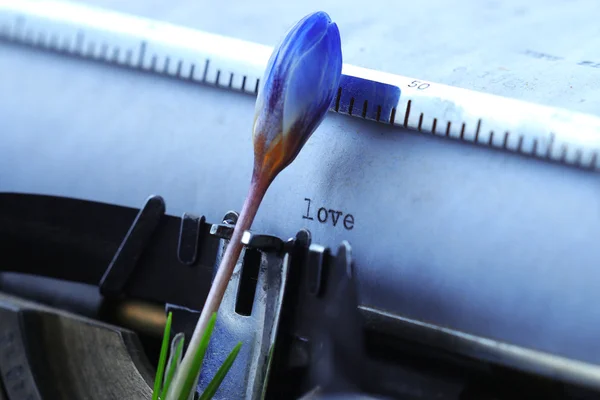 Blue crocus flowers and typewriter — Stock Photo, Image