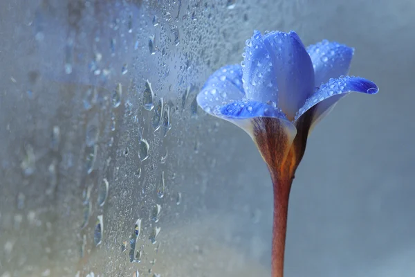 Μπλε λουλούδι άνοιξη — Φωτογραφία Αρχείου