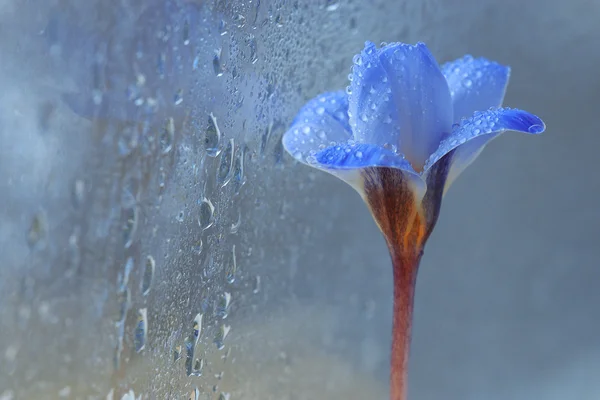 青い春の花 — ストック写真