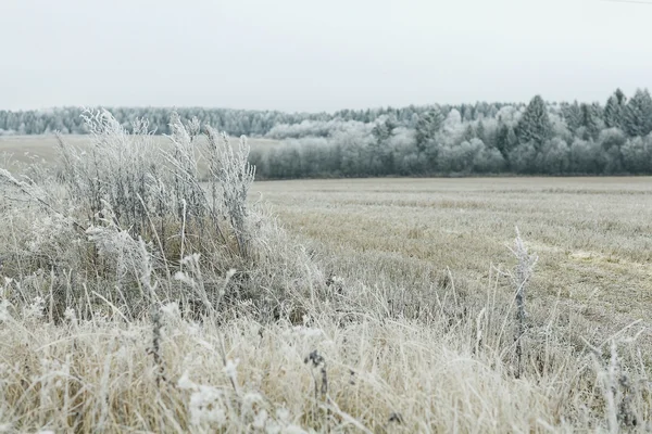Campo de inverno e floresta — Fotografia de Stock