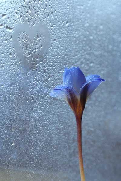 Blue spring flower — Stock Photo, Image