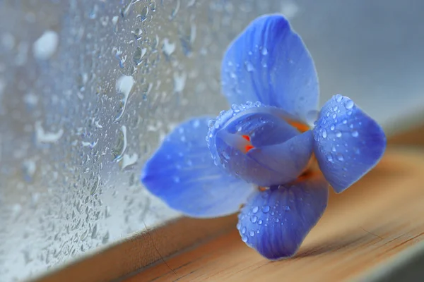 Blue spring flower — Stock Photo, Image