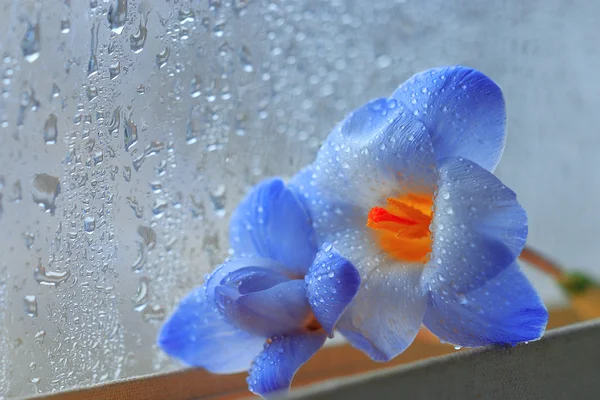 Блакитні квіти в книзі — стокове фото