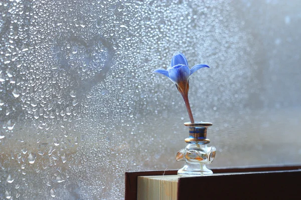 本の青いクロッカスの花 — ストック写真