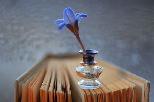 Blue crocus flower on book — Stock Photo, Image