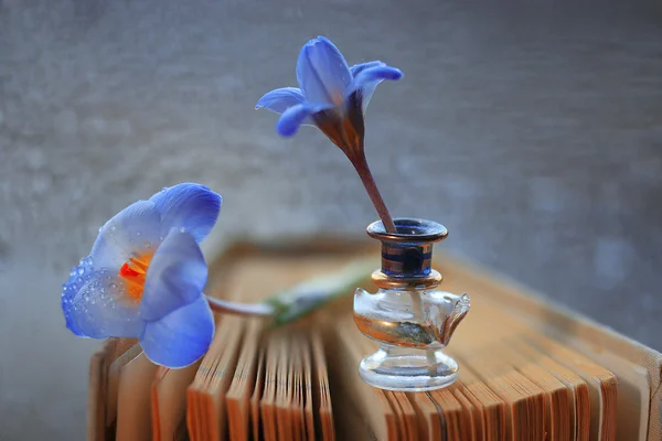 Flores de croco azuis em livro — Fotografia de Stock