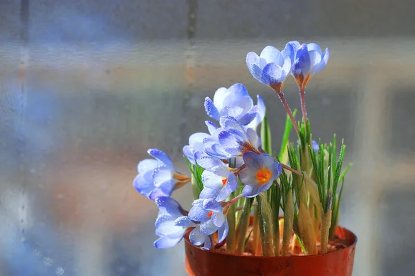 Buquê de flores da primavera — Fotografia de Stock