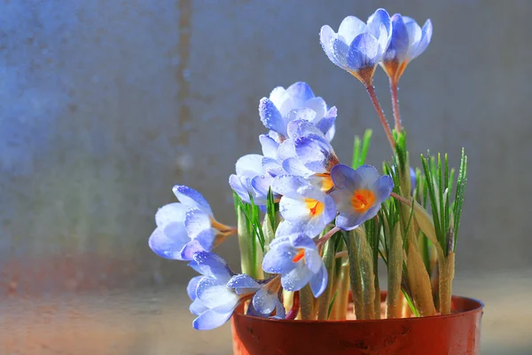 Spring flowers bouquet — Stock Photo, Image